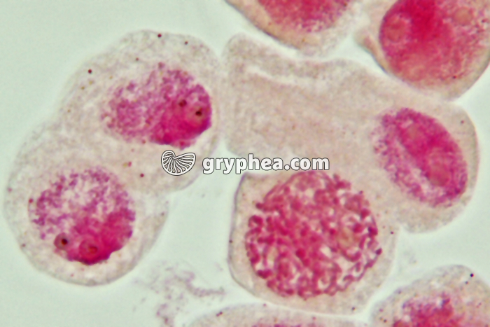 Mitose cellules de racine d'Ail - Prophase (début) x800 - gryphea.com